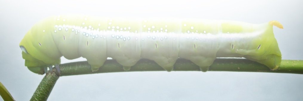 white wall review banner