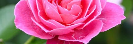 donaroseta's profile banner image