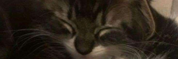 Sloppophu's profile banner image
