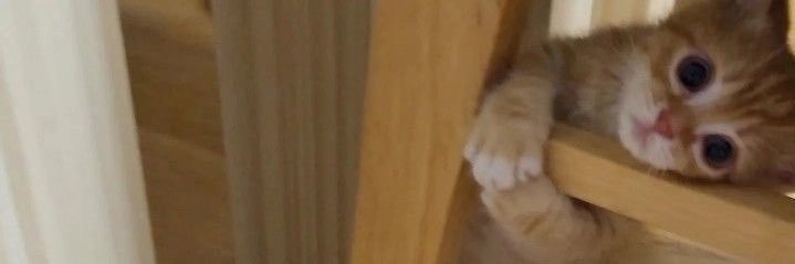 모든유타를고양이로만들어요 banner