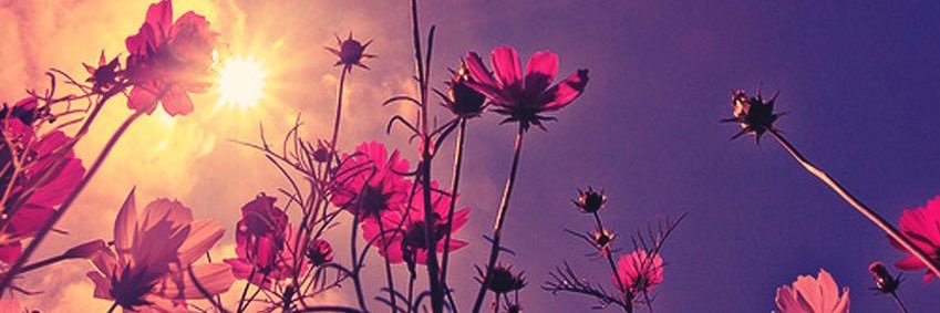 DearAlysssa's profile banner image