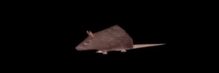 charlie 🐀 banner