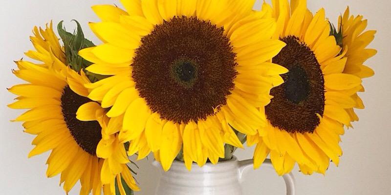 EssentiallyJo's profile banner image