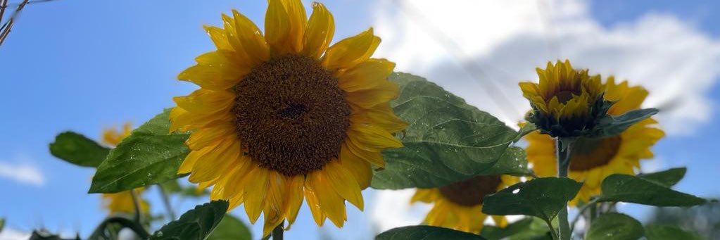 giuuuut_'s profile banner image