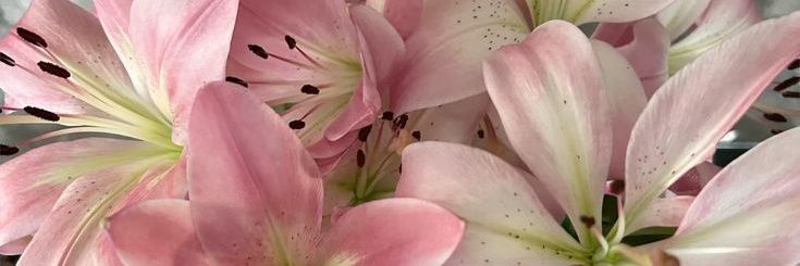 ips 4 absen 2 banner