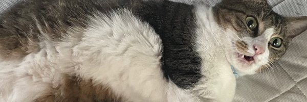 hatsuki_neetian Profile Banner