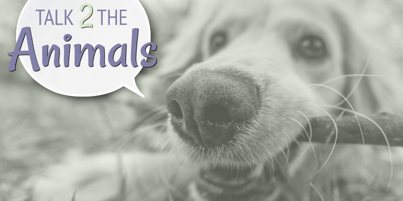 Talk2theAnimals's profile banner image