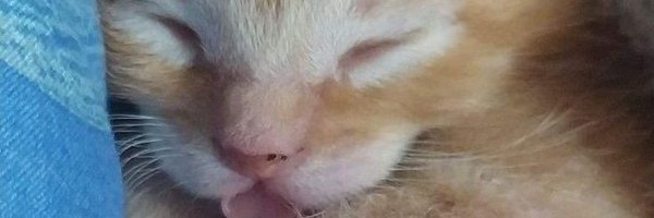 lexymaioio Profile Banner