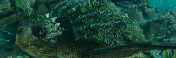 TotallyTurtless Profile Banner