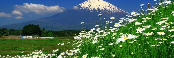 sakura7771's profile banner image