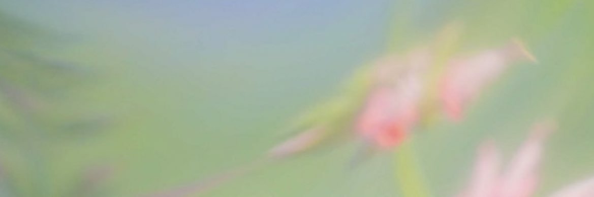 Madkid banner