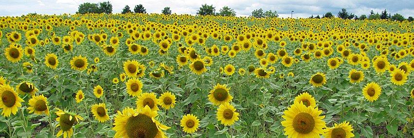Cathy Cowan Becker banner