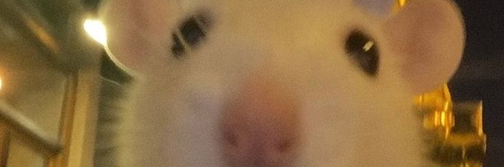 egoshaaa_'s profile banner image