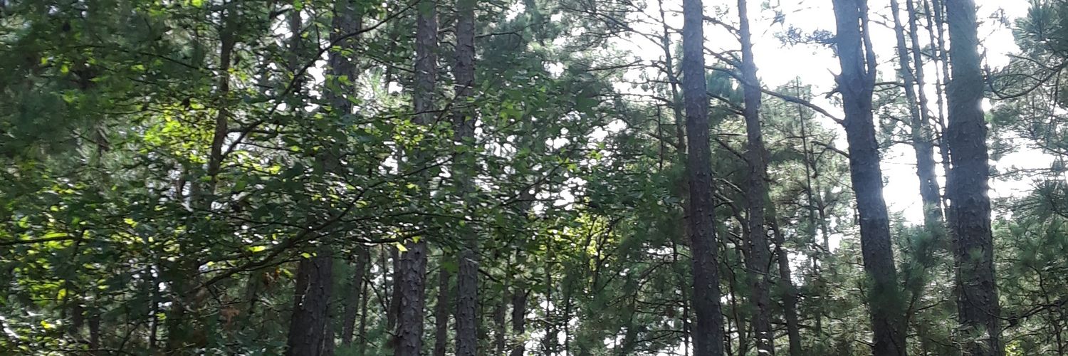 Jenny Morfín banner