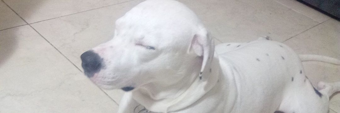 Alex Turner cantando Menos é Mais na Pedra do Sal banner