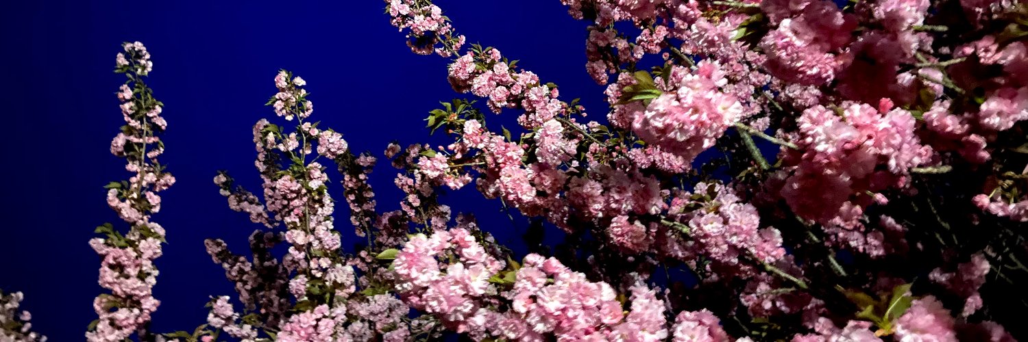 catbritt's profile banner image