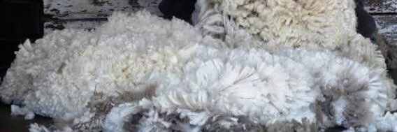 Michelle Humphries banner