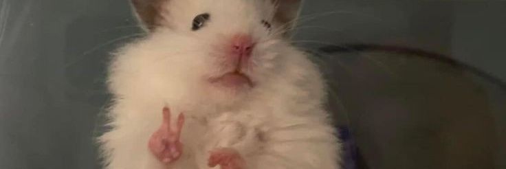 Panda Tantrum banner