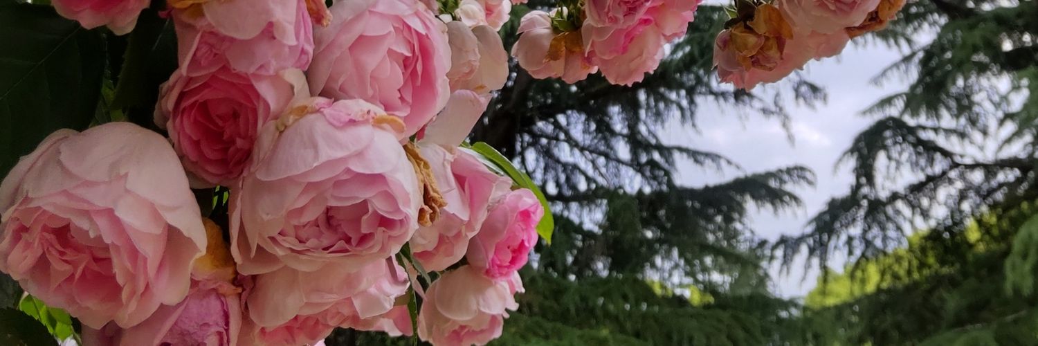 しま子 banner