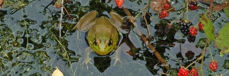 🧽 (DOING C0MMS ⭐) banner