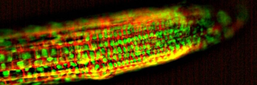 Rocco Pierpaolo Germano banner