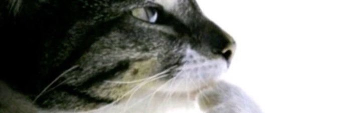 GrittyTenacious's banner