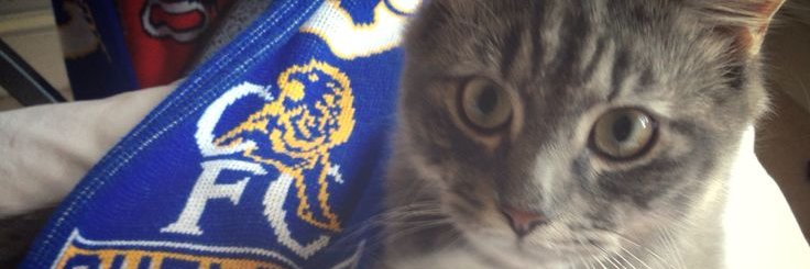 Kucing Reply' banner