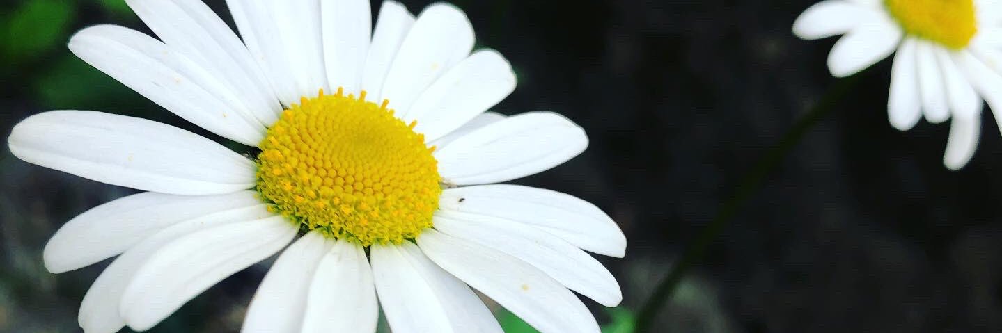 Hayley Cooper banner