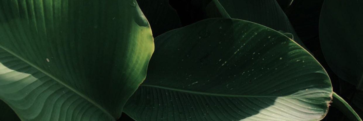 WΛRDΛNI banner
