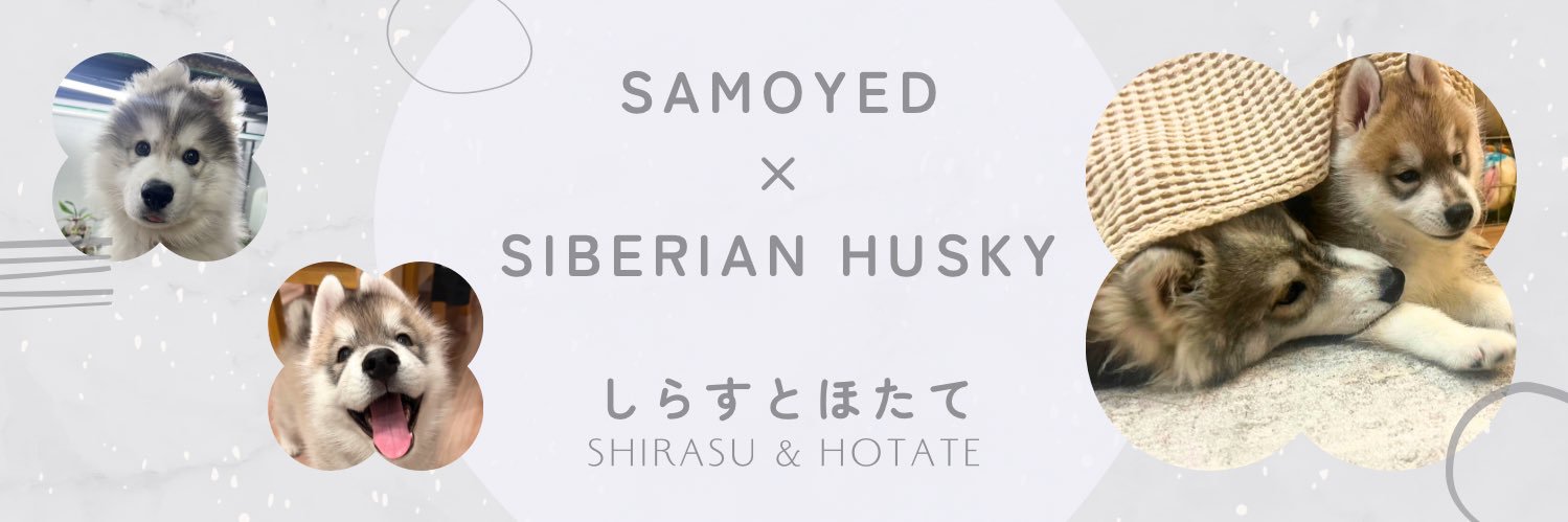 しらすとほたて🦖's banner