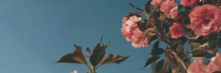 immgif's profile banner image