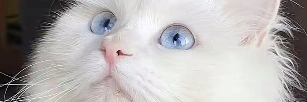 ♡ banner