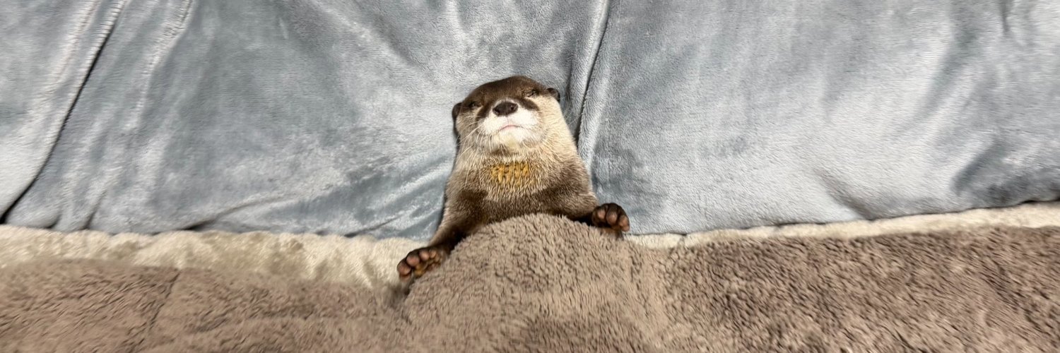 wottercat banner