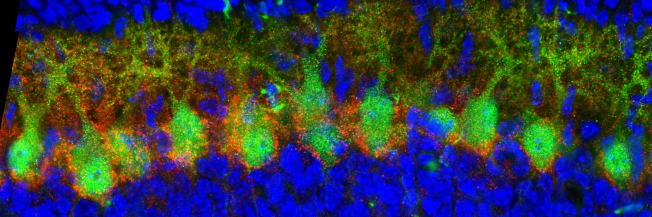 Nonaka Research Group's banner