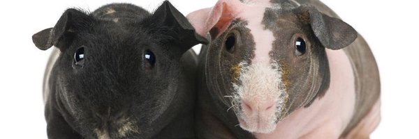 funkpsyche Profile Banner