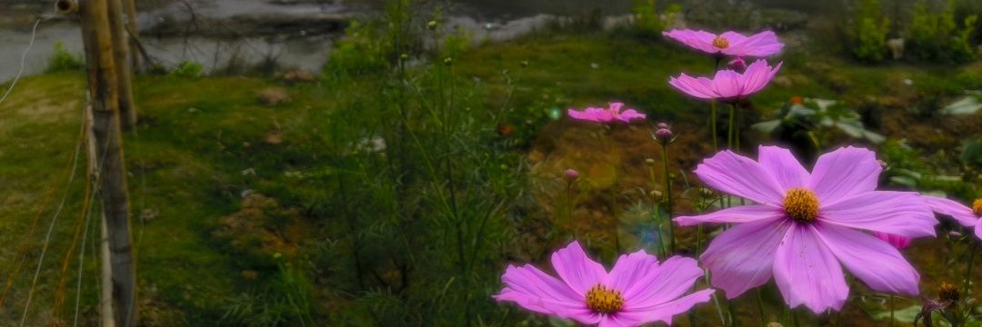 Vichitra-vīrya banner