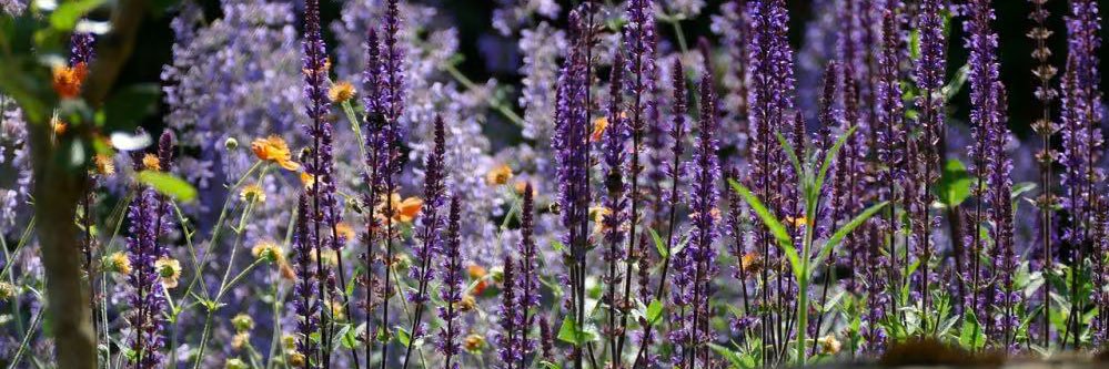 Albumen. . . & Swipe banner