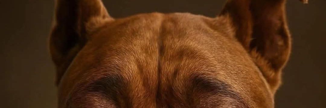 knottyk9here's profile banner image