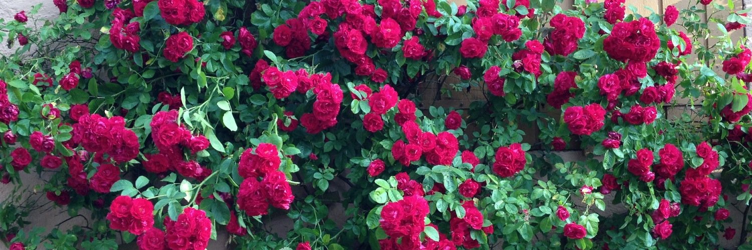 Gerhard_Brack's profile banner image