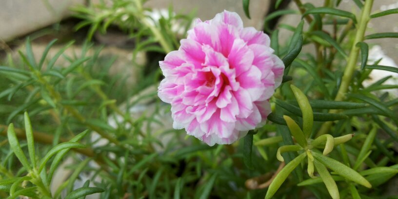 fanny_charles's profile banner image