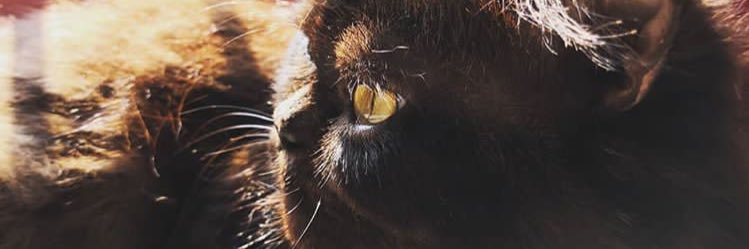 BarithZaman's profile banner image