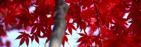 MYTH77's profile banner image