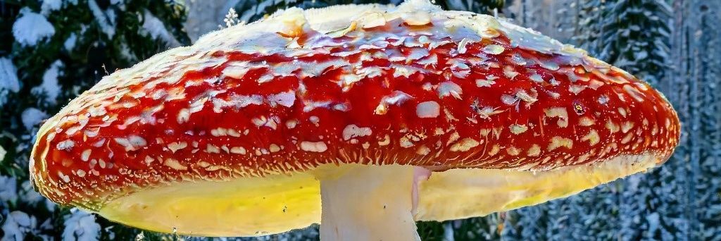 Тюша сказочник banner