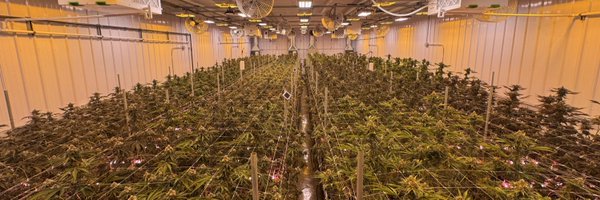 mitten__master Profile Banner