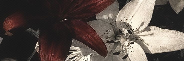 luftkuss.𐙚 banner