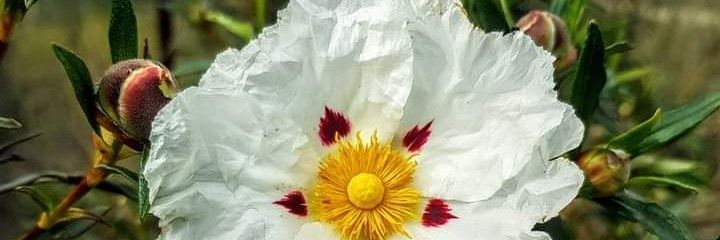 bebezumodebellota banner