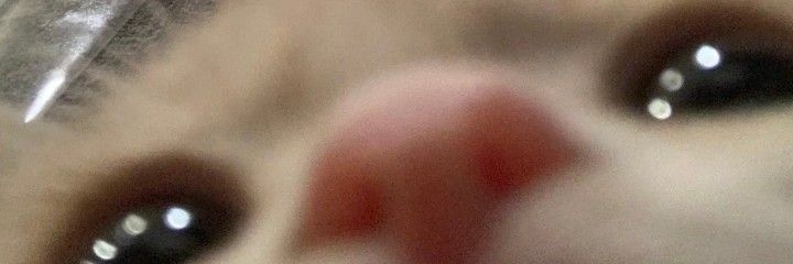 ttulip438324's profile banner image