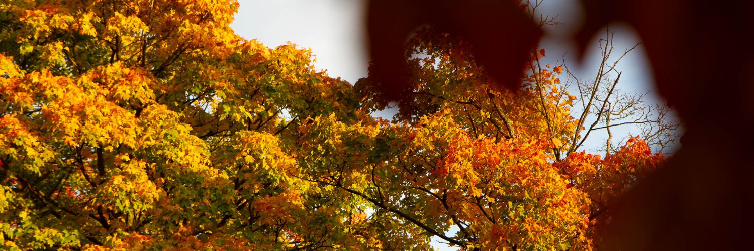 LisaRueh's profile banner image