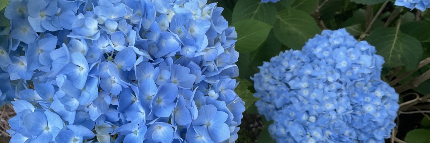 SparksFly 🌻💙💛 banner