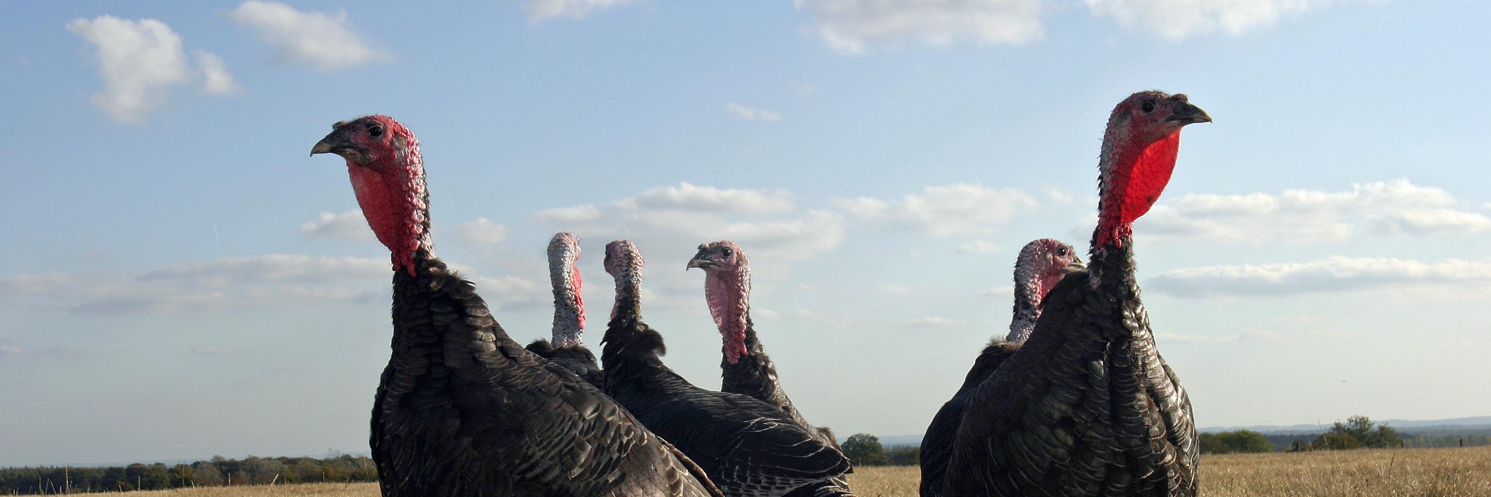 Walters Turkeys banner